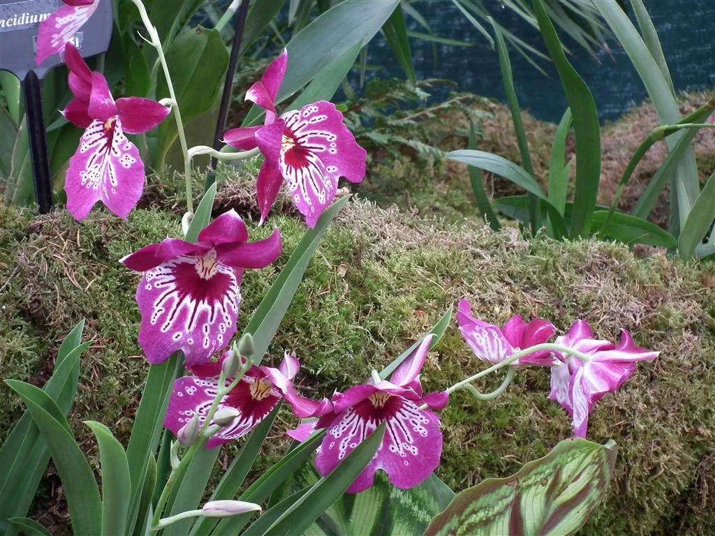 Floral marquee in the long water area 24